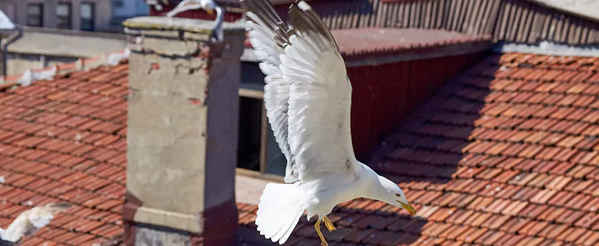 Residential Chimney Animal Removal Solution in Menomonie, WI