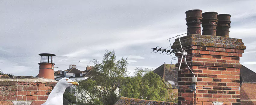 Chimney Cleaning And Restoration in Menomonie, Wisconsin